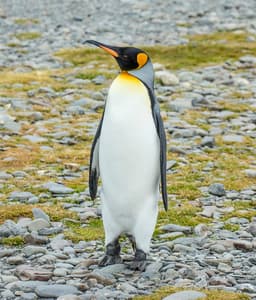 Pesto the Penguin:  Chubby King Steals Internet Hearts